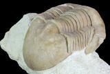 Caudillaenus Oblongatus Trilobite - Russia #89060-4